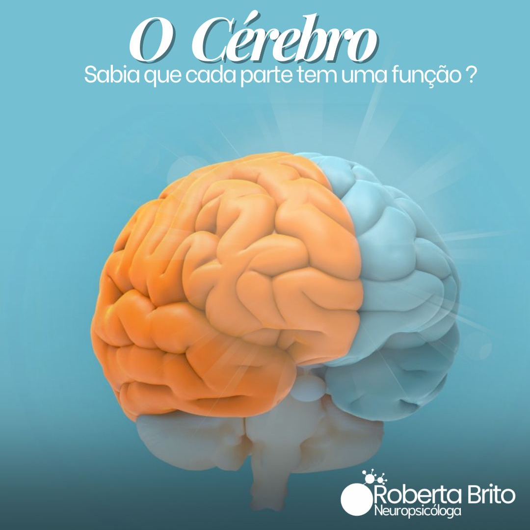 O cérebro-sabia que parte tem uma função ?